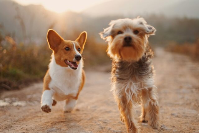 chien pour famille avec enfants