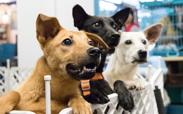 adoption d'un animal de refuge