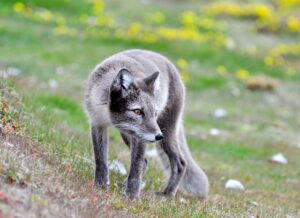 animaux en milieu extrême