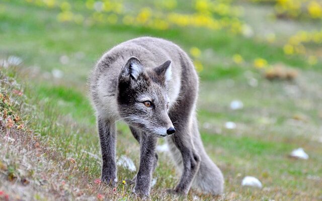 animaux en milieu extrême