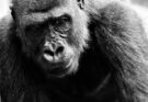 primates intelligents