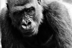 primates intelligents