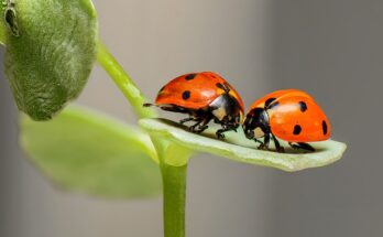 insectes et écosystèmes