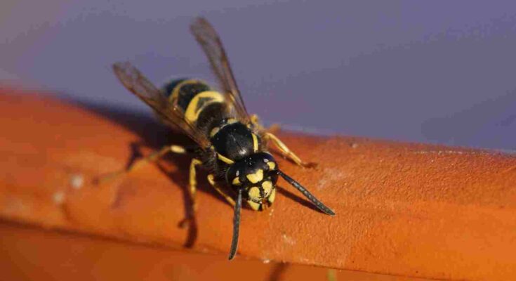 fourmis volantes