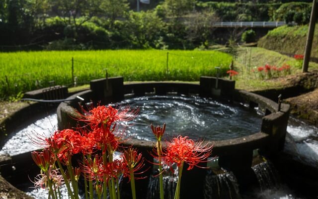 bassin de jardin