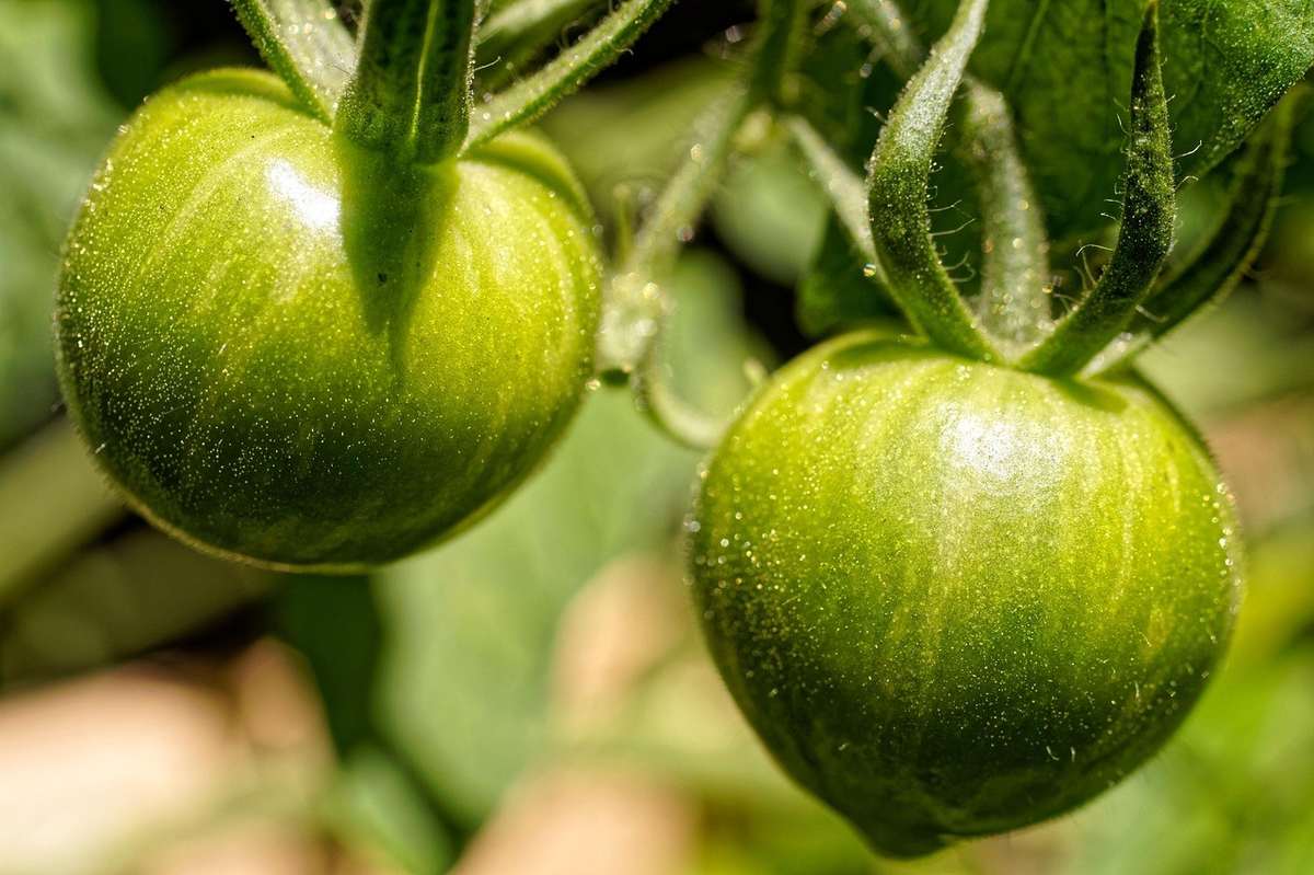 Tomates vertes sur une tige, soleil, feuilles, jardin Tomates vertes sur une tige, soleil, feuilles, jardin